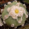 Lophophora_lutea